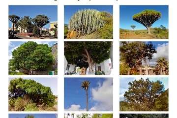  Telde pone en valor su patrimonio vegetal con un almanaque con los árboles más singulares/TA.